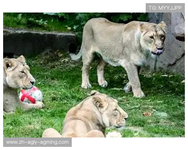 英超球队标志性狮子元素解析